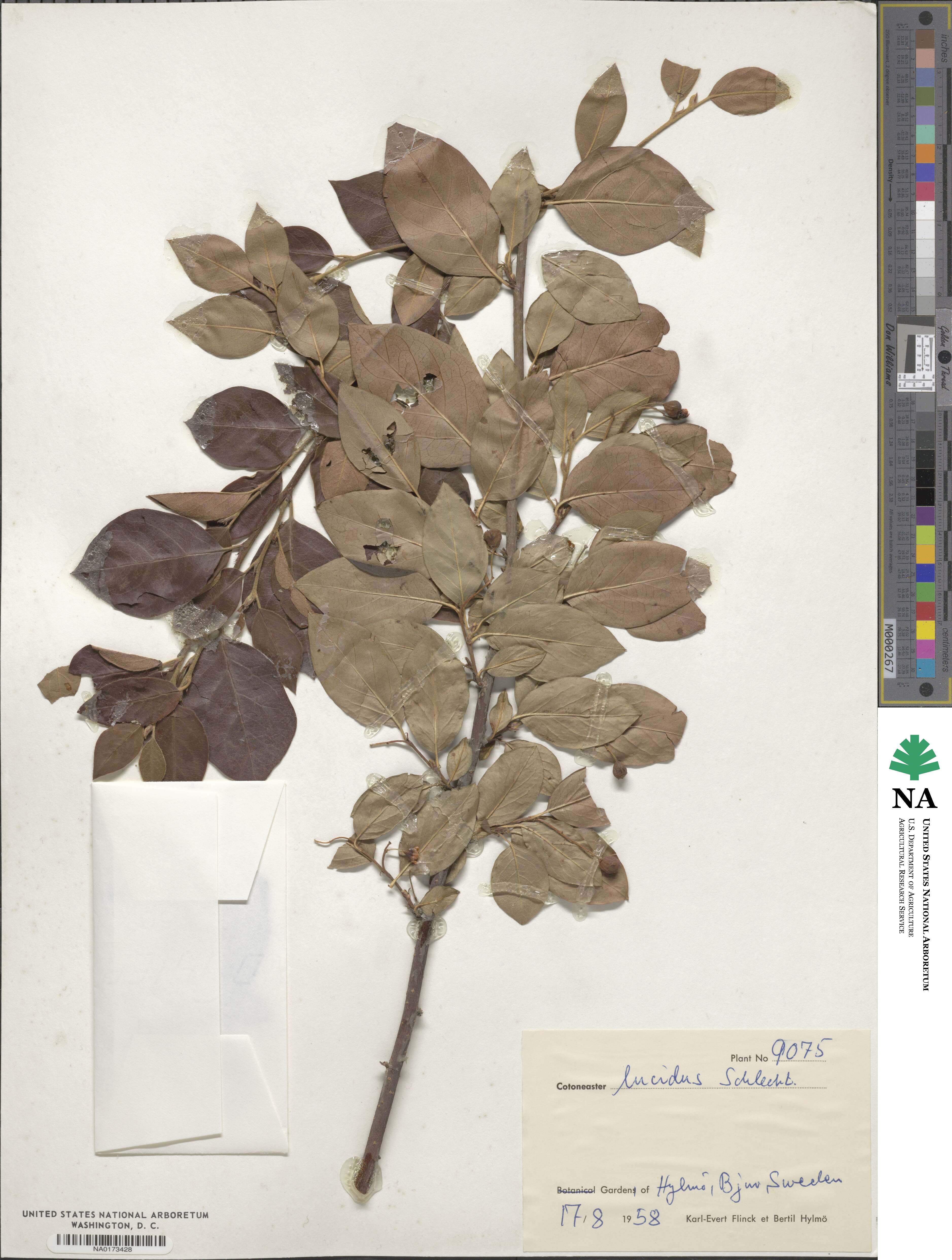 Cotoneaster acutifolius var. lucidus image