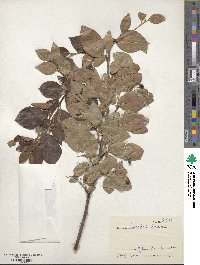 Cotoneaster acutifolius image