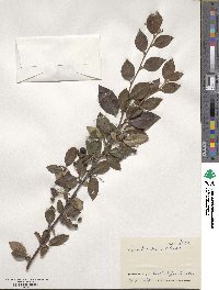 Cotoneaster acutifolius var. lucidus image