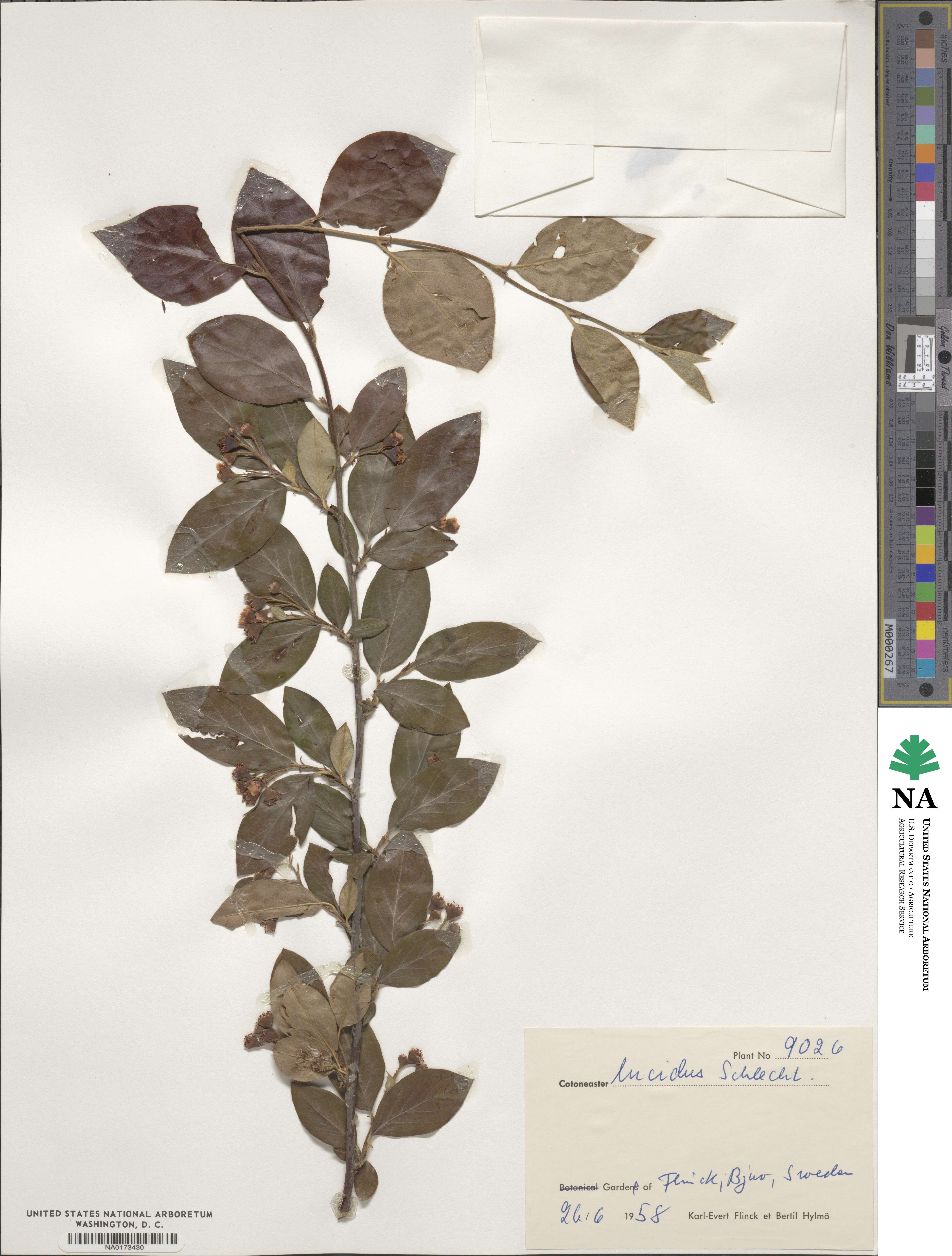 Cotoneaster acutifolius image