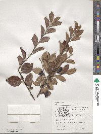 Cotoneaster acutifolius var. lucidus image