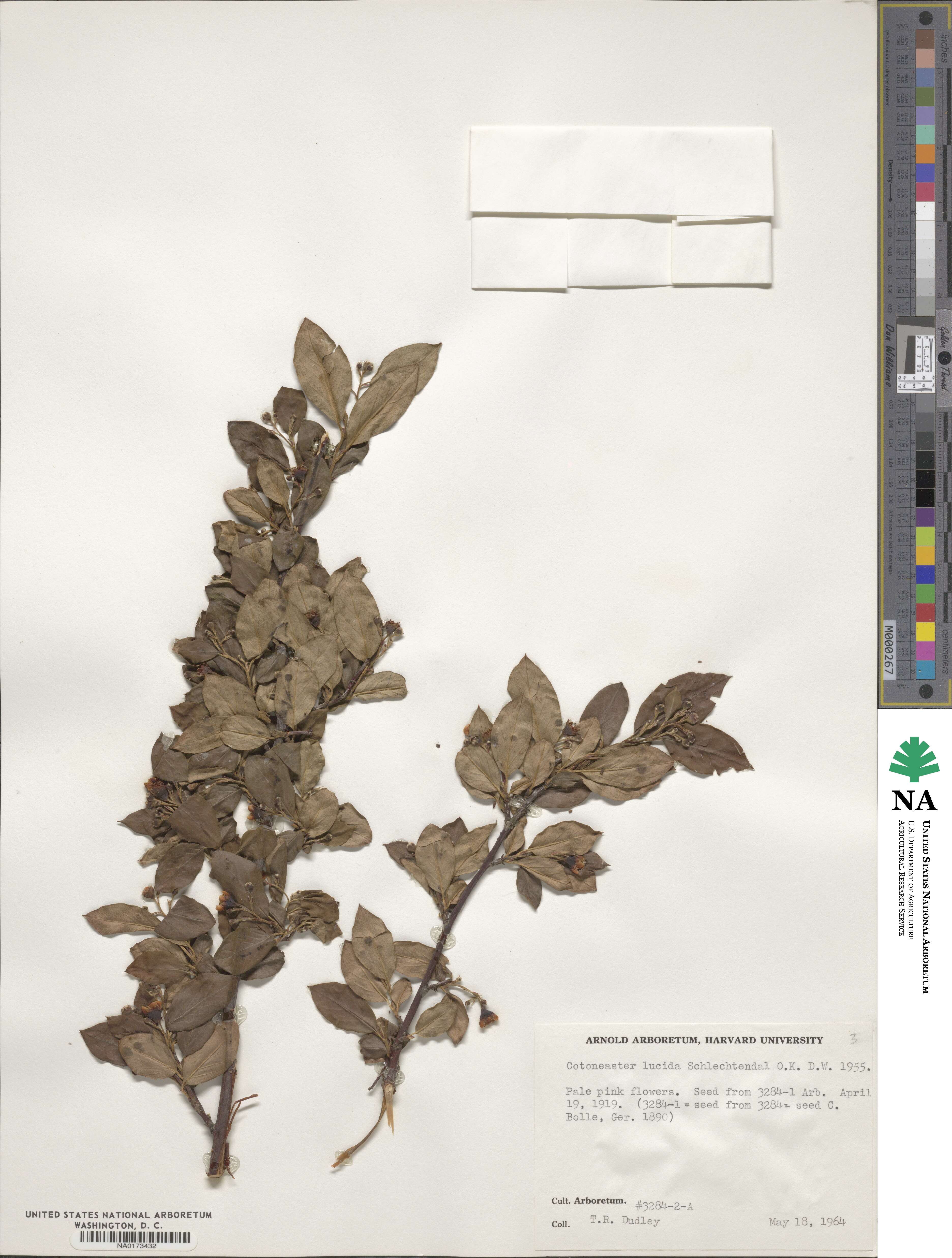 Cotoneaster acutifolius image