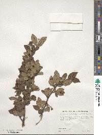 Cotoneaster acutifolius image