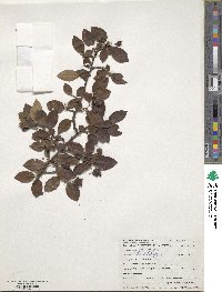 Cotoneaster acutifolius image