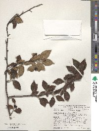 Cotoneaster acutifolius image