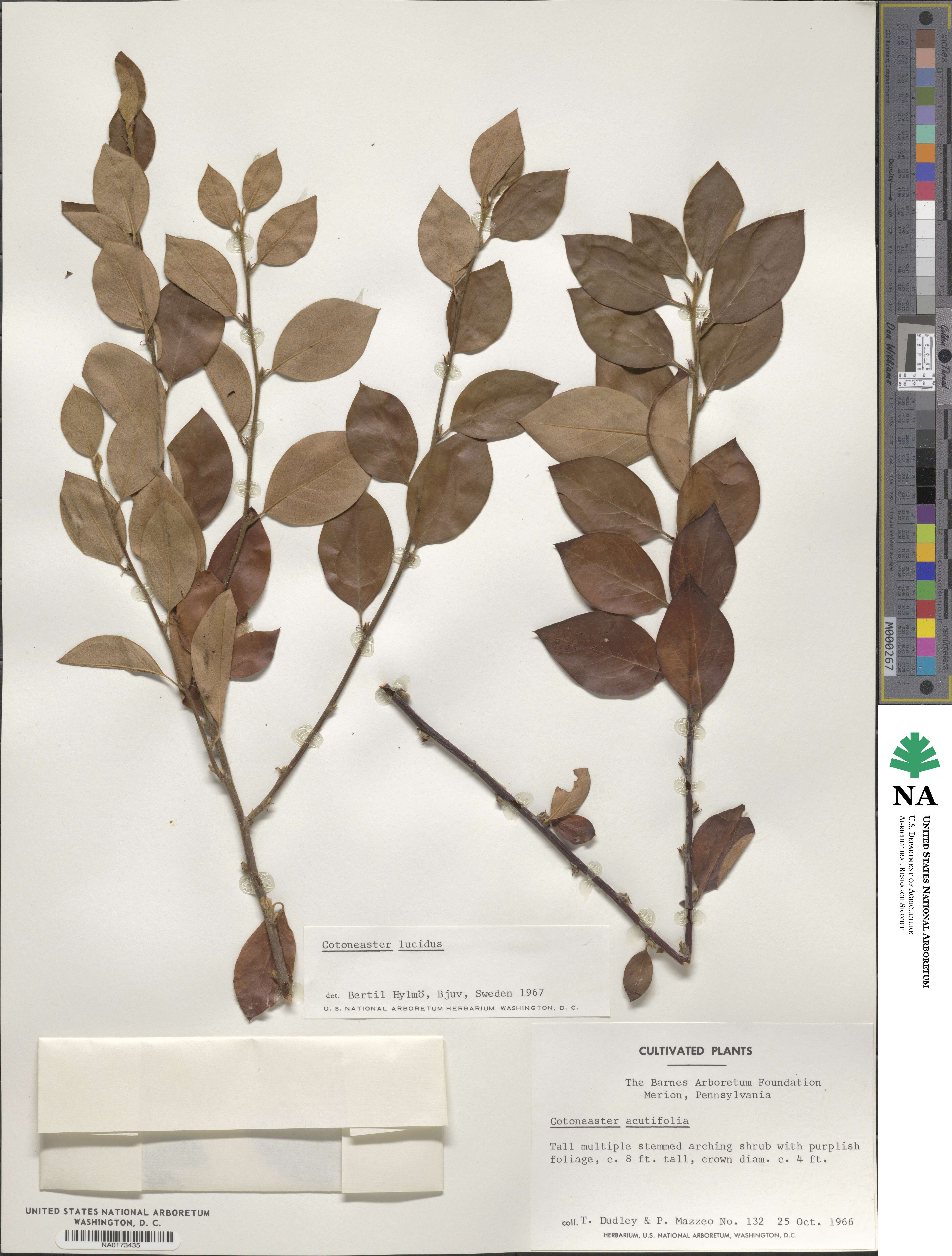 Cotoneaster acutifolius image