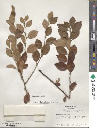 Cotoneaster acutifolius var. lucidus image