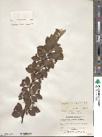 Cotoneaster acutifolius var. lucidus image