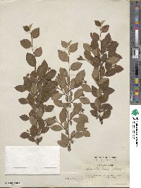 Cotoneaster acutifolius var. lucidus image