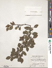 Cotoneaster acutifolius var. lucidus image