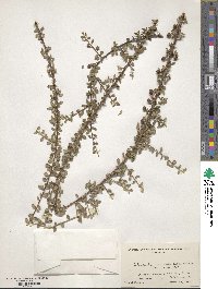 Image of Cotoneaster marginatus