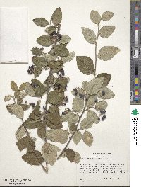 Cotoneaster melanocarpus image