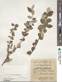 Cotoneaster melanocarpus image