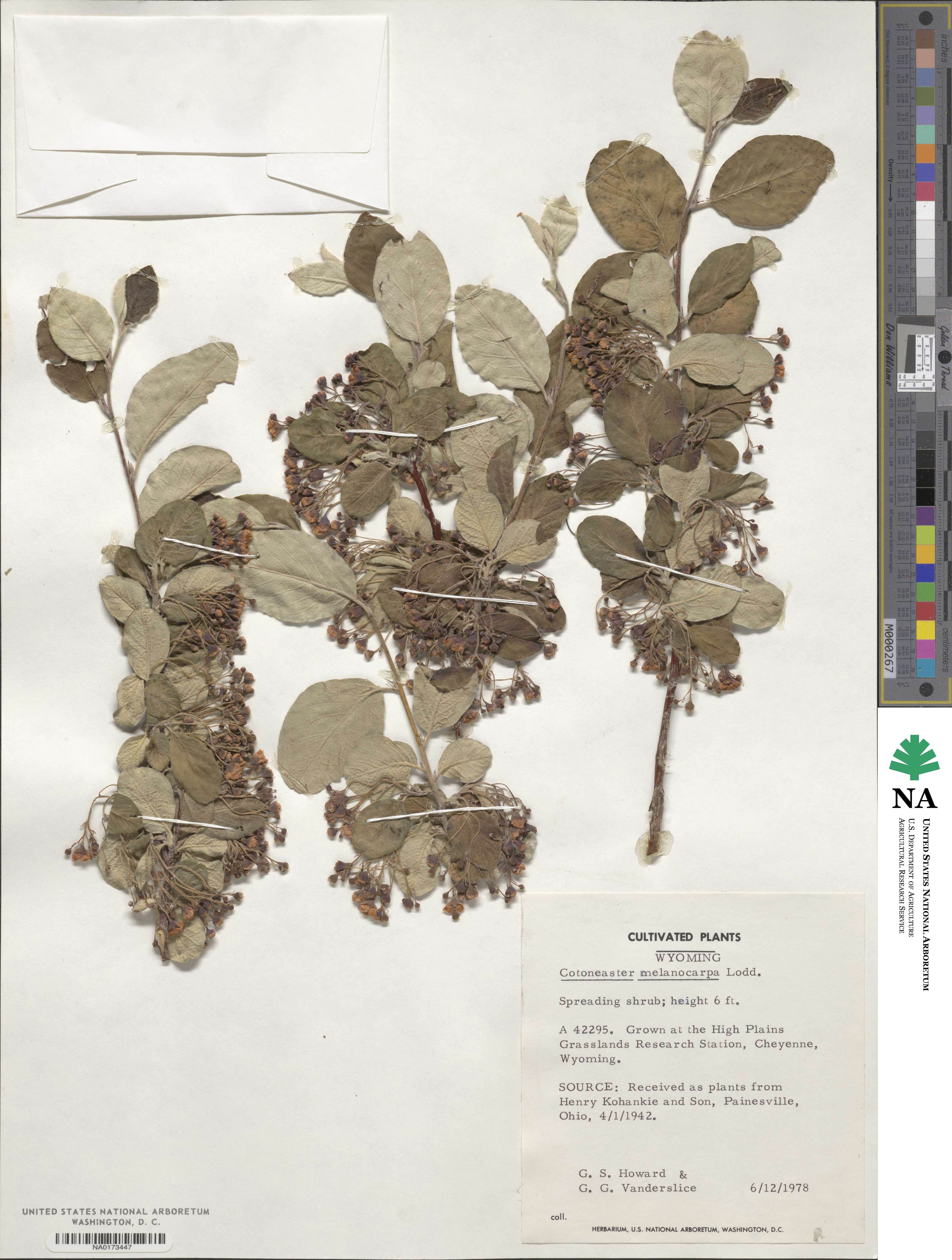Cotoneaster melanocarpus image