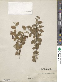 Cotoneaster melanocarpus image