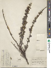 Cotoneaster microphyllus image