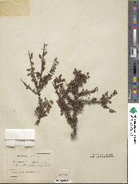 Cotoneaster microphyllus image