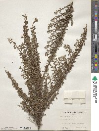 Cotoneaster microphyllus image