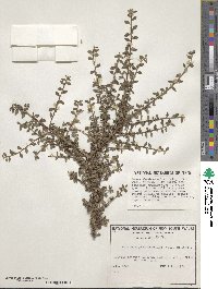 Cotoneaster microphyllus image