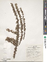 Cotoneaster microphyllus image