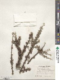 Cotoneaster microphyllus image