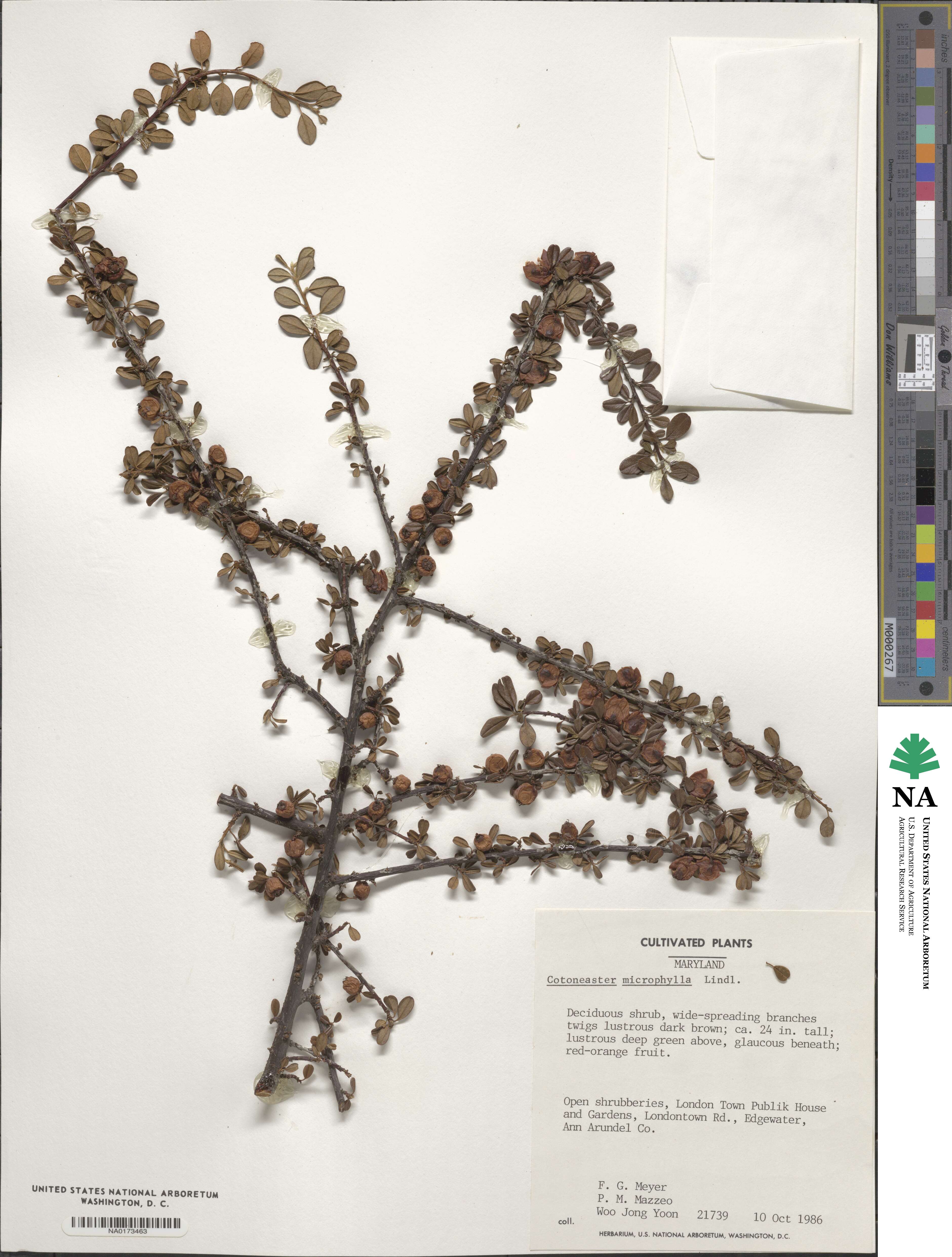 Cotoneaster microphyllus image