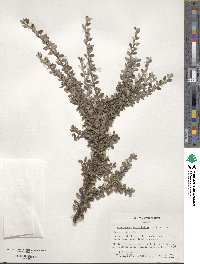 Cotoneaster microphyllus image