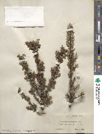 Cotoneaster microphyllus image