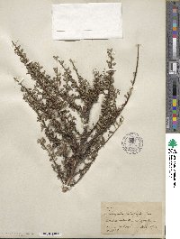 Cotoneaster microphyllus image