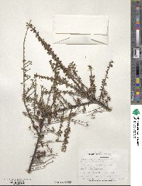 Cotoneaster microphyllus image