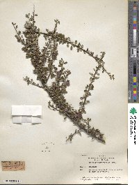 Cotoneaster microphyllus image