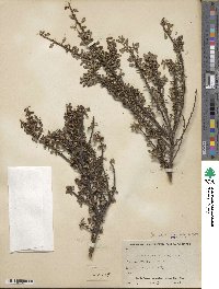 Cotoneaster microphyllus image