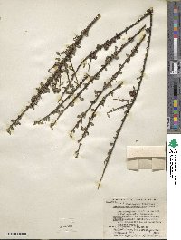 Cotoneaster microphyllus image