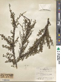 Cotoneaster microphyllus image