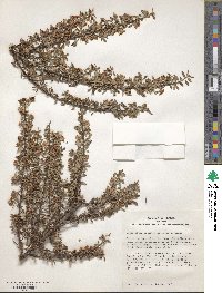 Cotoneaster microphyllus image