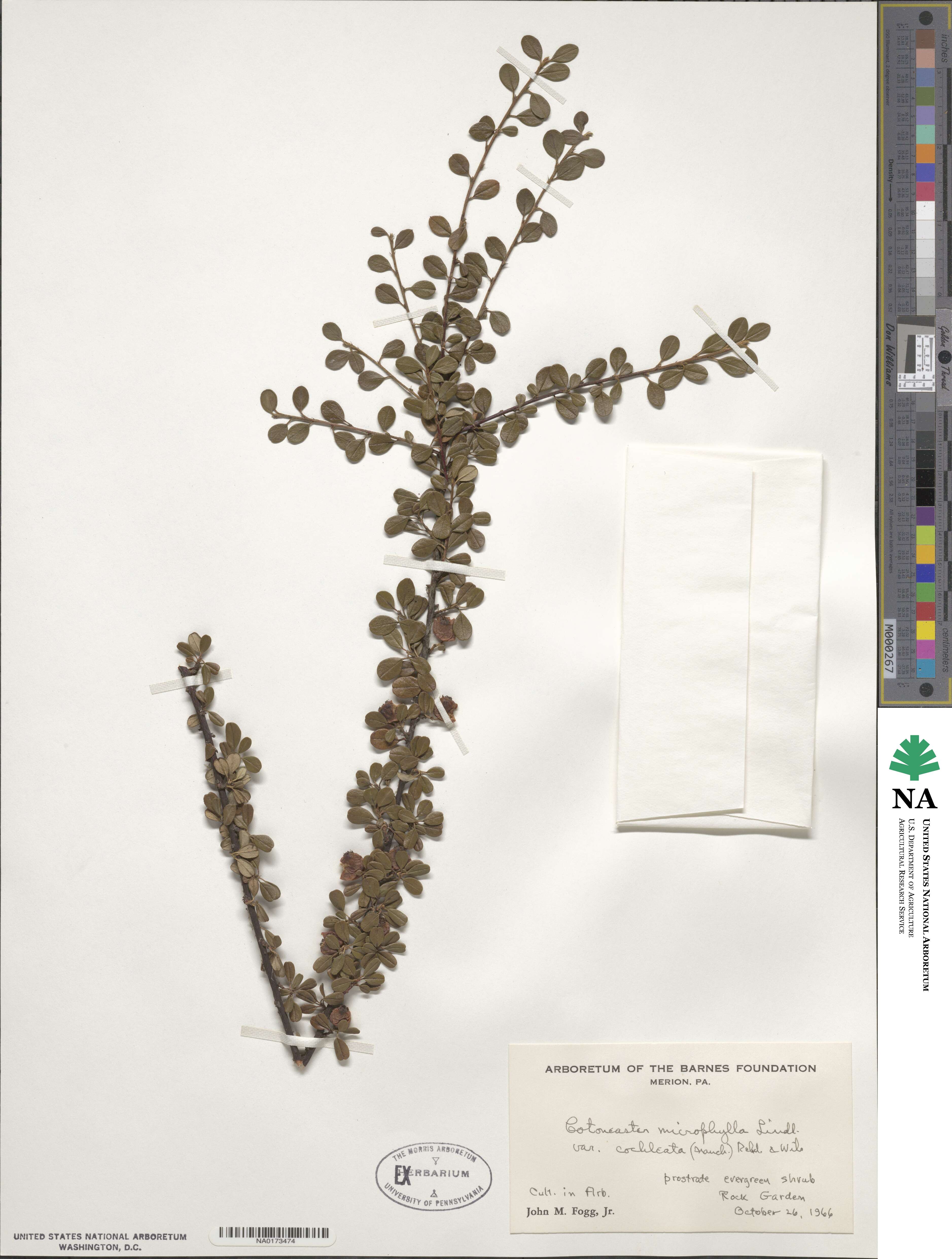 Cotoneaster microphyllus image