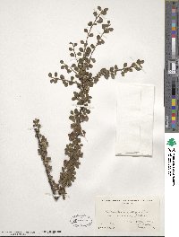 Cotoneaster microphyllus image