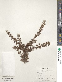 Cotoneaster microphyllus image