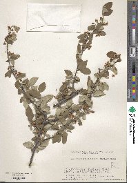 Image of Cotoneaster mongolicus