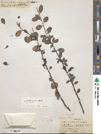 Cotoneaster hebephyllus image