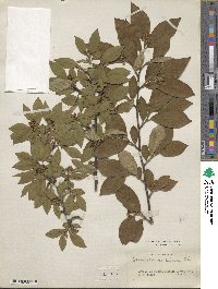 Cotoneaster moupinensis image