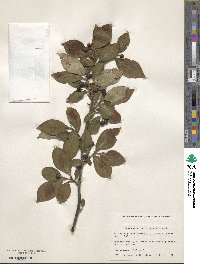 Cotoneaster moupinensis image