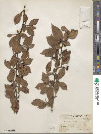 Cotoneaster moupinensis image