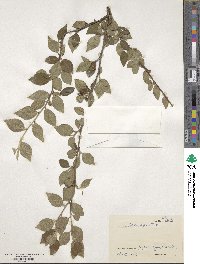 Cotoneaster acuminatus image