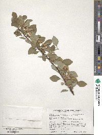 Cotoneaster multiflorus image