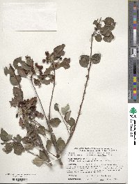 Cotoneaster multiflorus image