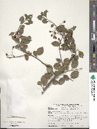 Cotoneaster multiflorus image