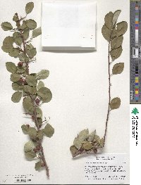 Cotoneaster multiflorus image