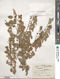 Cotoneaster multiflorus image