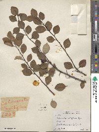 Cotoneaster multiflorus image